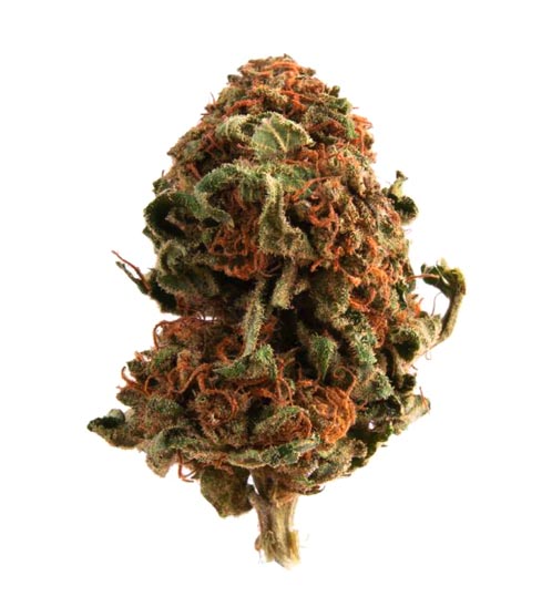 Jungle Berry CBD Flower Bud Ireland